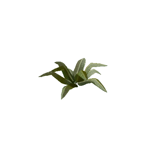 Tropical Plant 4 (Type 4)